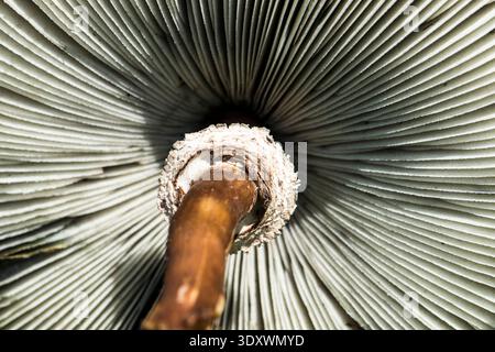 Chlorophyllum molybdite, auch als „falscher Sonnenschirm“ oder „grünspuriger Sonnenschirm“-Pilz bezeichnet, sind weit verbreitet. Giftiges, schweres Erbrechen und Durchfall Stockfoto