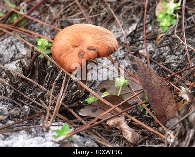 02/12/2025. Little Manatee River State Park, Wimauma, FL. Kiefernflachhölzer mit Sandsubstrat. Gefunden in einer Depression, wo einst eine Struktur war. Klein Stockfoto