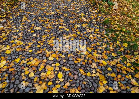 Ein dichter Teppich aus gefallenen gelben und goldenen Herbstblättern auf einem traditionellen Pflastersteinpflaster des Flusses. Das Bild hebt die natürliche Textur o hervor Stockfoto