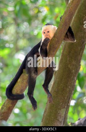Weißgesichts-Kapuziner (Cebus capucinus) hängen an einem Baum an heißen sonnigen Tagen im Regenwald, Corcovado Nationalpark, Osa Halbinsel, Costa Rica. Stockfoto