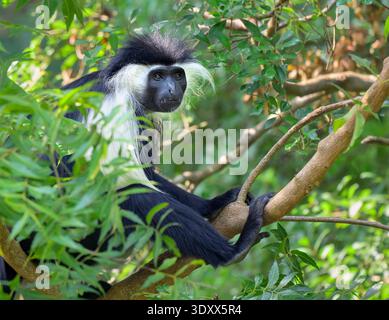 Angolanischer Schwarzweiß oder Angola Colobus (Colobus angolensis) in einem Baum, Kilifi County, Kenia. Stockfoto