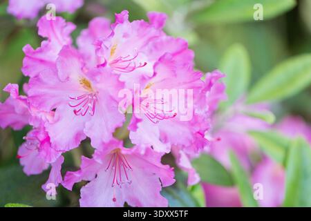 Rosa Rhododendron Blumen in Blüte mit weichem grünem Hintergrund Stockfoto