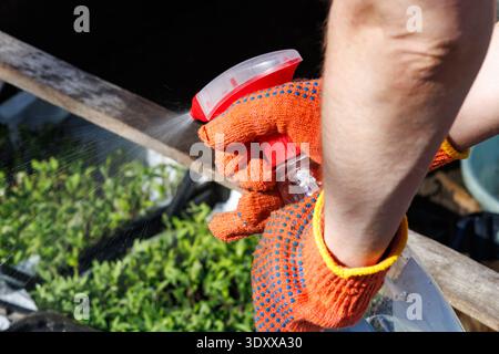 Hand in Schutzhandschuh, sprühen Wasser über Tomatensämlinge, um ein gesundes Wachstum zu unterstützen. Pflanzenpflegekonzept. Stockfoto