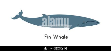 Flossenwal-Vektor-Illustration. Niedlicher Finnwal-Comic-Clipart, Tier im flachen Stil. Meerestiere, Unterwassertiere, Meerestiere, Meereslebewesen Stock Vektor