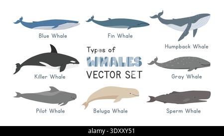 Arten von Walen Vektorillustrationssatz. Marine Säugetiere Cartoon Clipart in flachem Stil. Umfasst Killerwal (Orca), Blauwal, Buckelwal, Beluga Stock Vektor