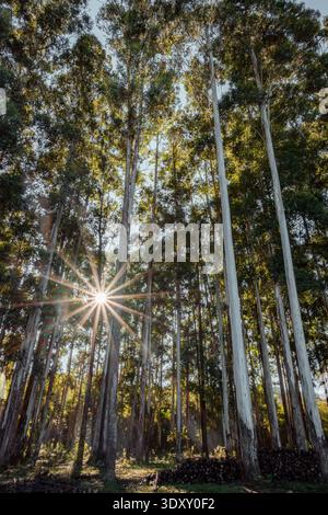 Eukalyptusbäume stehen hoch in einem sonnendurchfluteten Wald und bilden ein natürliches Baldachin mit grünen Blättern und einem sichtbaren Sonneneffekt, während gestapelte Baumstämme symbolisieren Stockfoto