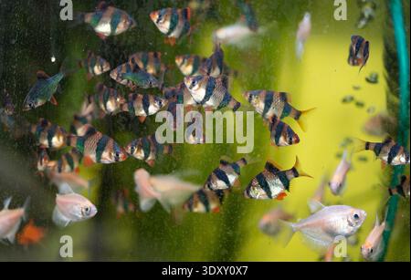 Eine Vielzahl von Guppfischen (Poecilia reticulata), ein beliebter Süßwasseraquariumfisch, auch bekannt als Regenbogenfisch oder Millionfisch Stockfoto