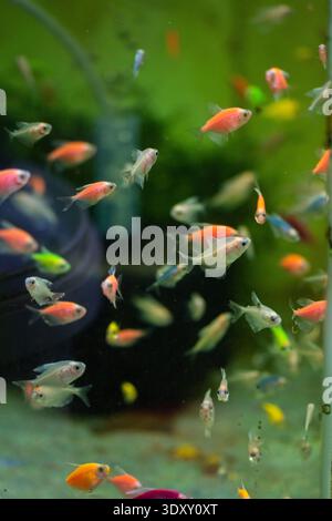 Eine Vielzahl von Guppfischen (Poecilia reticulata), ein beliebter Süßwasseraquariumfisch, auch bekannt als Regenbogenfisch oder Millionfisch Stockfoto
