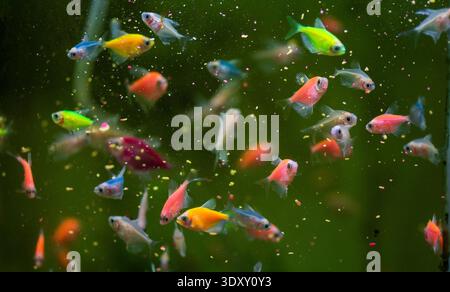 Eine Vielzahl von Guppfischen (Poecilia reticulata), ein beliebter Süßwasseraquariumfisch, auch bekannt als Regenbogenfisch oder Millionfisch Stockfoto