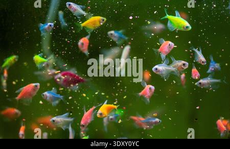 Eine Vielzahl von Guppfischen (Poecilia reticulata), ein beliebter Süßwasseraquariumfisch, auch bekannt als Regenbogenfisch oder Millionfisch Stockfoto