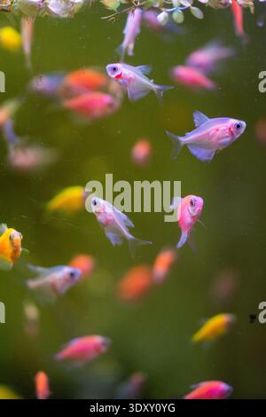Eine Vielzahl von Guppfischen (Poecilia reticulata), ein beliebter Süßwasseraquariumfisch, auch bekannt als Regenbogenfisch oder Millionfisch Stockfoto