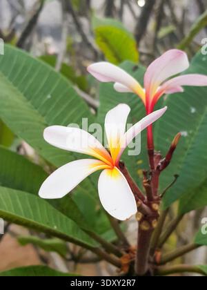 Tropische Frangipani Blüten auf Baumzweigen, weiße Plumeria mit gelber Mitte in der Nähe Stockfoto