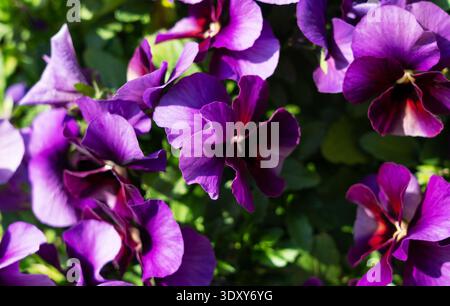 Helle lila Stiefmütterchen blühen unter Sonnenlicht in einem Frühlingsgarten Stockfoto
