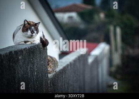 Katzen ruhen auf einer Betonmauer in einer ruhigen Nachbarschaft Stockfoto