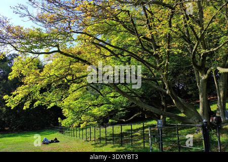 Junge Frau, die sich in der Sonne auf dem Gras in der Nähe des schönen großen grünen und gelben Baumes in Hampstead Heath, London, England, Großbritannien, entspannt Stockfoto