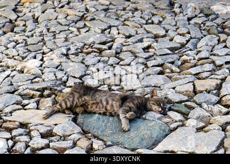 Eine Katze ruht auf Kopfsteinpflaster in einem Kloster (Kreta, Griechenland) Stockfoto