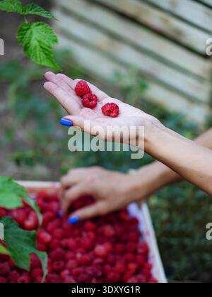 Nahaufnahme einer Frauenhand, die frische, reife Himbeeren über eine Holzkiste voller Beeren hält. Konzept der Sommerernte. Fläche nicht sichtbar. Stockfoto