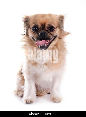 Terrier vor weißem Hintergrund Stockfoto