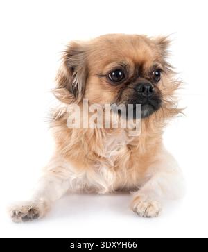 Terrier vor weißem Hintergrund Stockfoto