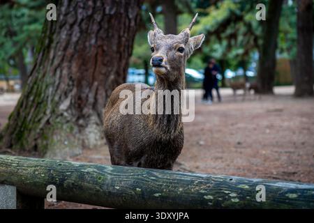 Nahaufnahme Porträt des jungen männlichen Sika-Hirsches mit kleinen Geweihen im Nara Park Japan Stockfoto