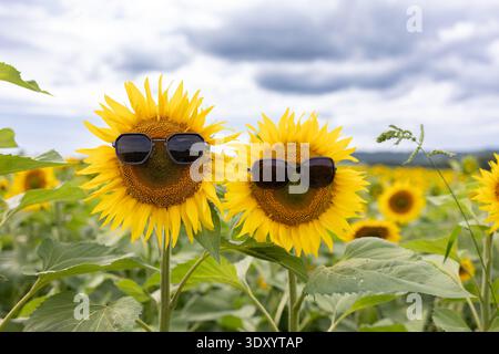 Zwei Sonnenblumen mit Sonnenbrille auf dem Blumenfeld. Wundervolle Sommer-Naturszene mit verspielten Blumendetails. Humorvolle botanische Fotografie für saisonalen Spaß. Fotografie Stockfoto