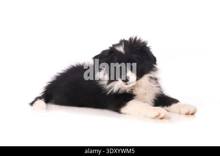 Niedlicher Border Collie Welpe, isoliert auf weiß Stockfoto