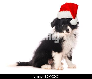 Border Collie Welpen sitzen auf weißem Hintergrund Stockfoto