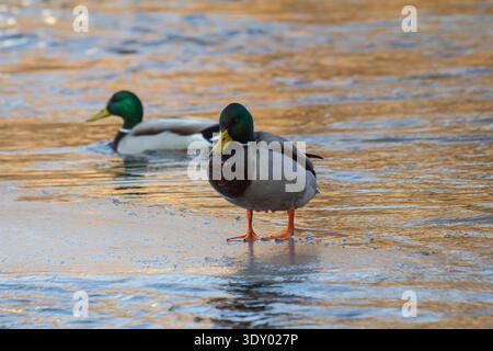 Männliche Stockenten spazieren auf teilweise gefrorenem Wasser in einem ruhigen Teich während des späten Nachmittagslichts in einer ruhigen natürlichen Umgebung. Stockfoto