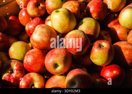 Frisch geerntete rote und gelbe Äpfel im Sonnenlicht während der Herbsternte Stockfoto