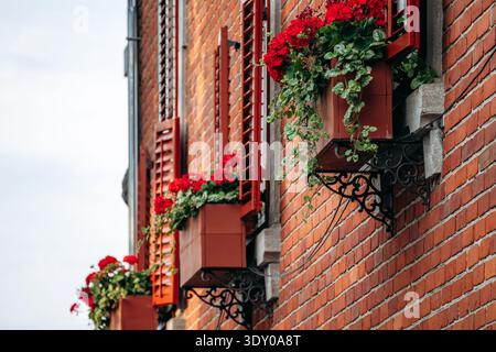 Rote Blumenkästen aus Geranium an der Ziegelfassade mit traditionellen Fensterläden in Old Quebec Stockfoto