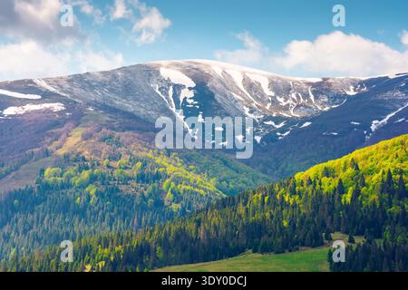 Naturbild des Borzhava-Berges mit schneebedeckten Spitzen in der Frühlingslandschaft. Hintergrundbild für Berge. Grüne Landschaft mit bewaldeten Hängen unter B Stockfoto