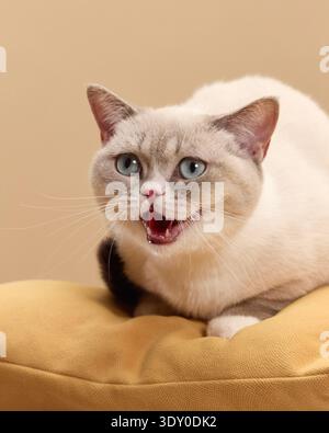 Eine cremefarbene britische Kurzhaarkatze mit blauen Augen liegt auf einem weichen gelben Kissen. Die Katze erscheint stimmlich mit offenem Mund, kontrastierend dagegen Stockfoto