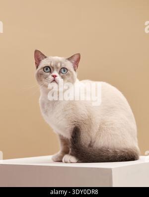 Eine britische Kurzhaarkatze mit cremefarbenem Fell steht auf einem minimalistischen weißen Sockel. Die Katze blickt nach oben unter sanfter neutraler Beleuchtung gegen einen Stockfoto