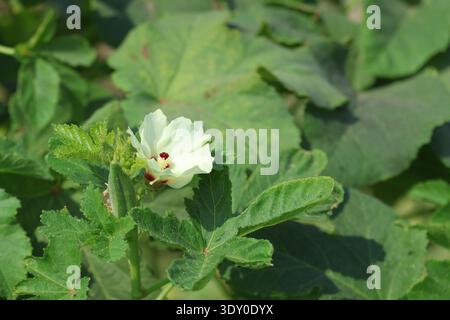 Okrablätter und Blüten im Sommer Stockfoto