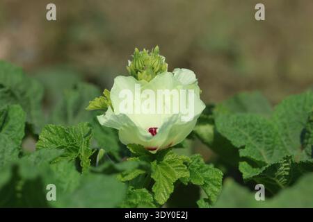Okrablätter und Blüten im Sommer Stockfoto