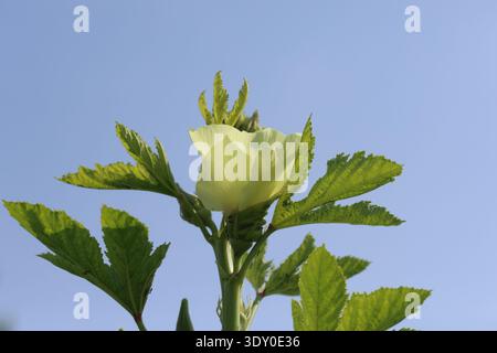 Okrablätter und Blüten im Sommer Stockfoto