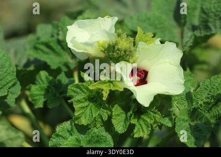 Okrablätter und Blüten im Sommer Stockfoto