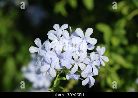 Blüten der Plmbago auriculata Lam Pflanze Stockfoto