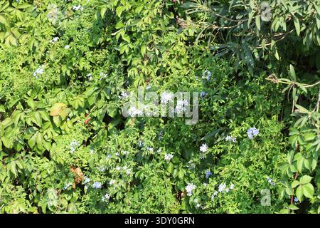 Blüten der Plmbago auriculata Lam Pflanze Stockfoto