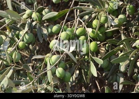 Reifen von grünen Olivenfrüchten im Sommer Stockfoto