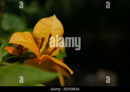Makronaht von orangen Bougainvillea-Hüllen mit kleinen Blüten und Staubblättern in weichem natürlichem Licht. Stockfoto