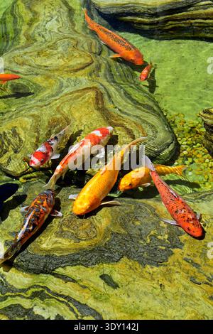 Koi-Karpfen schwimmen im Teich in Brasilia, Bundesdistrikt, Brasilien Stockfoto