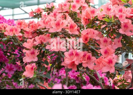 Azalea-Knospenblüte. Rhododendronpflanze im Garten. Blumenhintergrund. Rosafarbener Busch Stockfoto