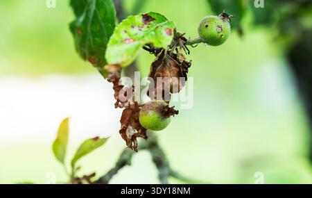 Detail eines Apfelbaums mit kleinen grünen Früchten und Blättern mit sichtbaren Anzeichen von Pflanzenkrankheit, Schädlingsschäden und welkendem Laub Stockfoto