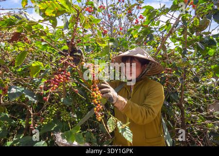 Kaffeekirschen in Dak Lak Vietnam ernten Stockfoto