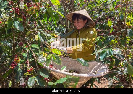 Kaffeekirschen in Dak Lak Vietnam ernten Stockfoto