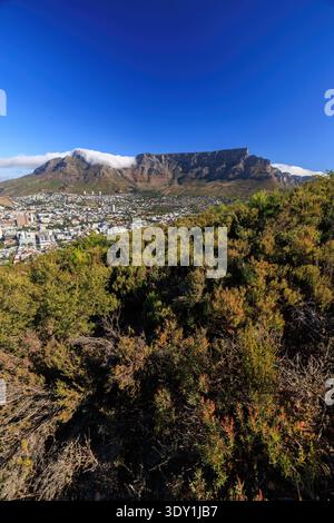 Der Blick auf den Tafelberg erhebt sich majestätisch über einer weitläufigen Stadt mit üppigem Grün im Vordergrund unter einem hellblauen Himmel, Kapstadt, Western Cap Stockfoto