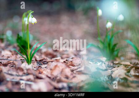Natürlicher Hintergrund von Schneeglöckchen, die in einem Wald wachsen, Frühlingskonzept. Weichzeichner Stockfoto