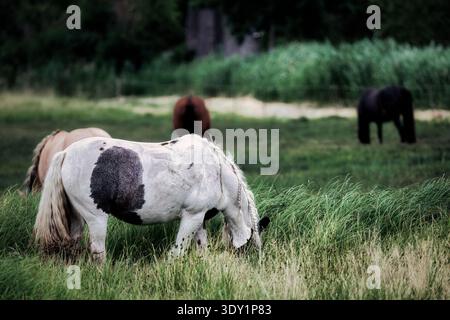 Rattenpony weidet auf einer üppigen grünen Wiese, malerische ländliche Landschaft mit Pferden im Hintergrund Stockfoto
