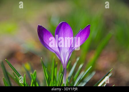 Schöne violette Krokusblume (Crocus vernus), die in grünem Gras wächst. Niedrigwinkelaufnahme in der Frühjahrssonne, Gyal Stockfoto